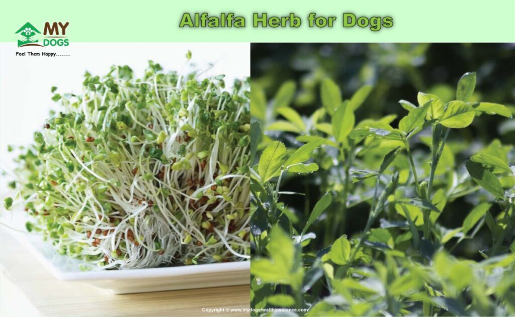 Alfalfa for Dogs