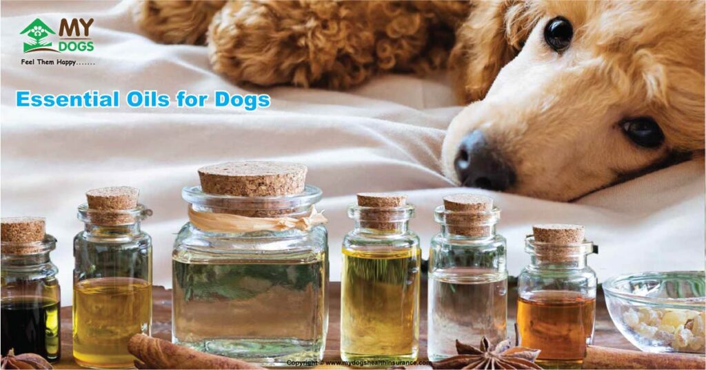 Essential Oils for Dogs