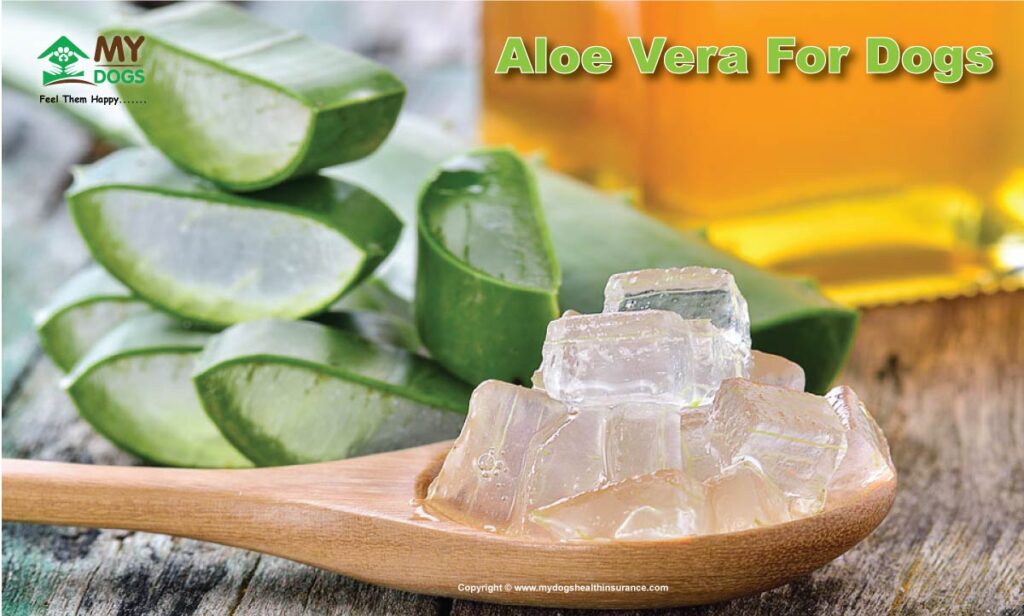 Aloe Vera For Dogs