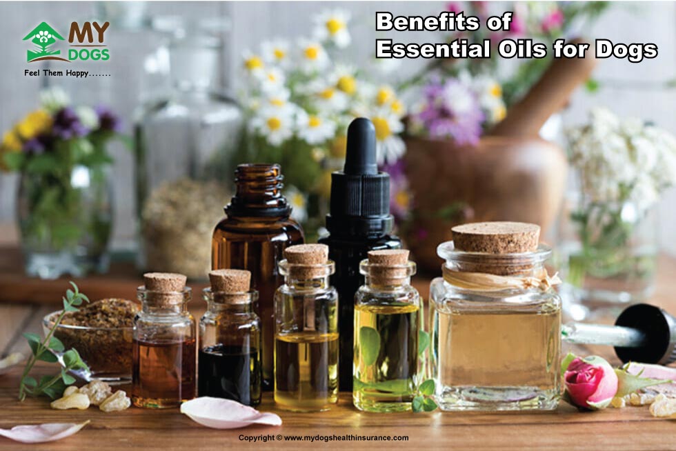 Benefits of Essential Oils for Dogs