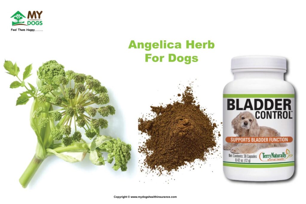  Angelica For Dogs