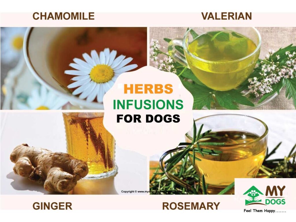 Herbs Infusions For Dogs