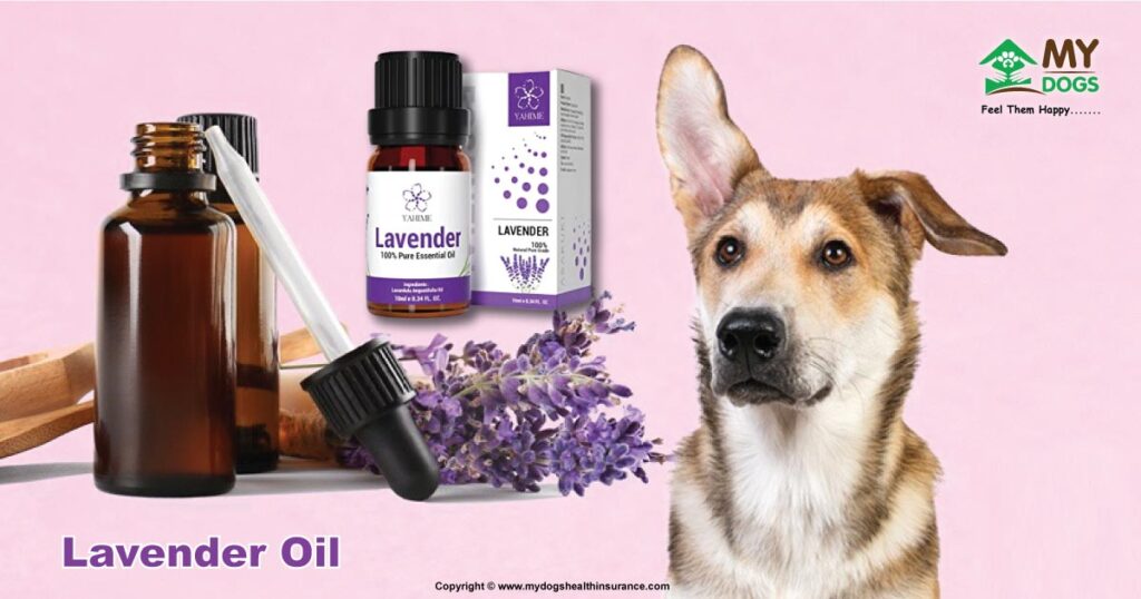 Lavender Oil for dogs