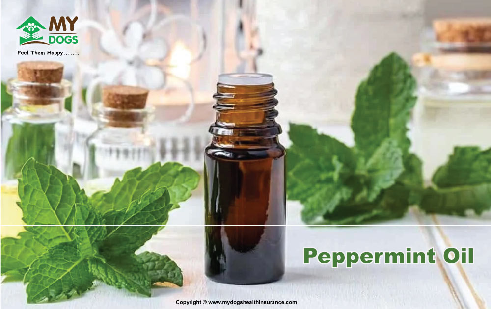 Peppermint Oil for Oil