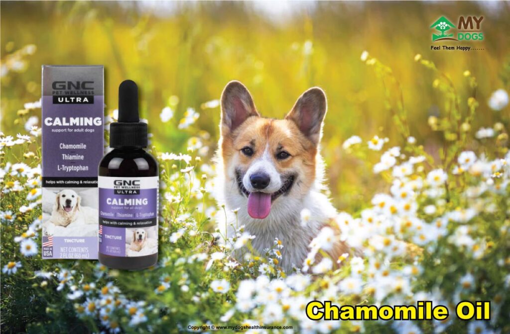 Chamomile Oil for Dogs