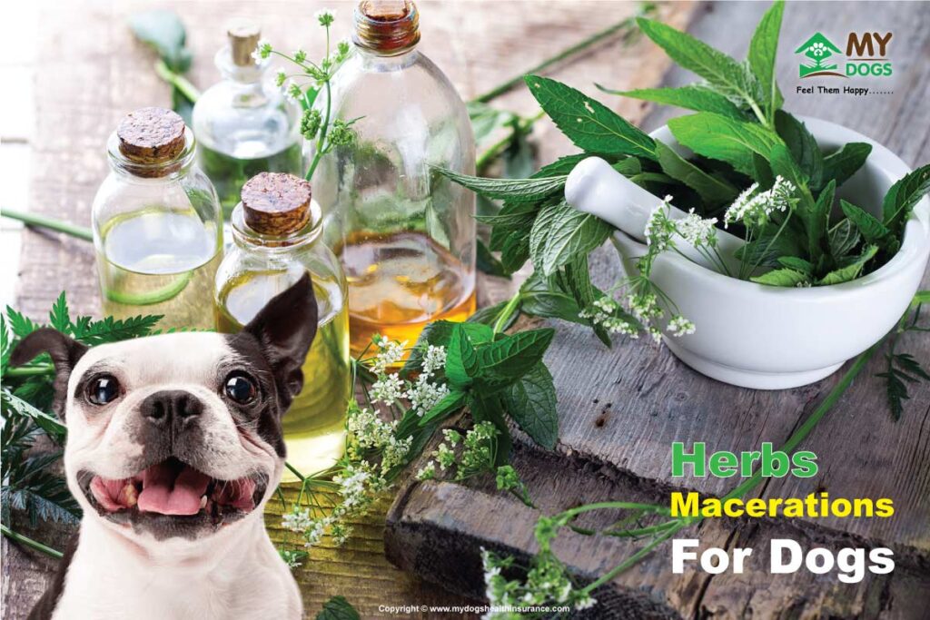 Herbs Macerations for Dogs