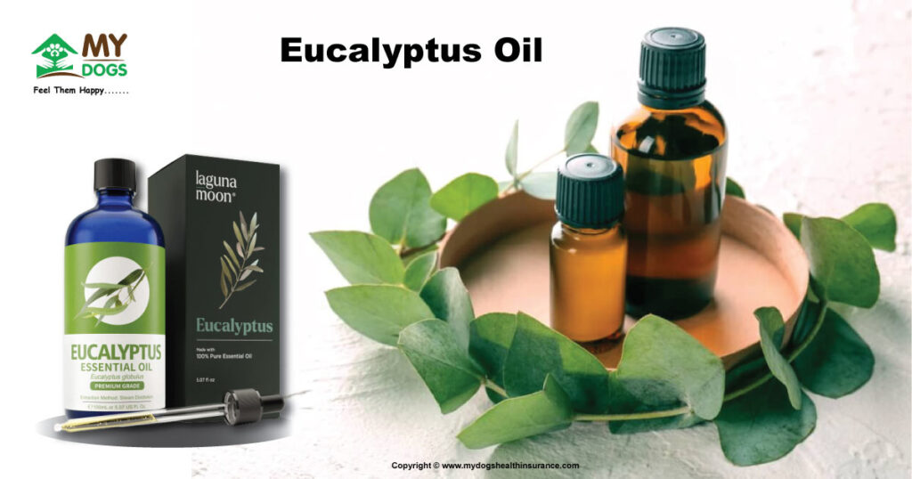 Eucalyptus Oil for Dogs