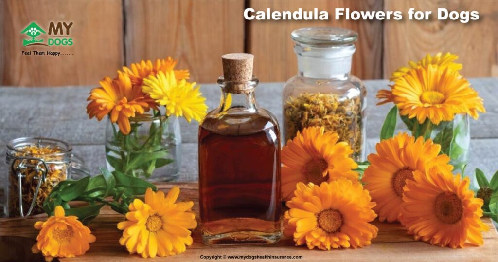 Calendula For Dogs