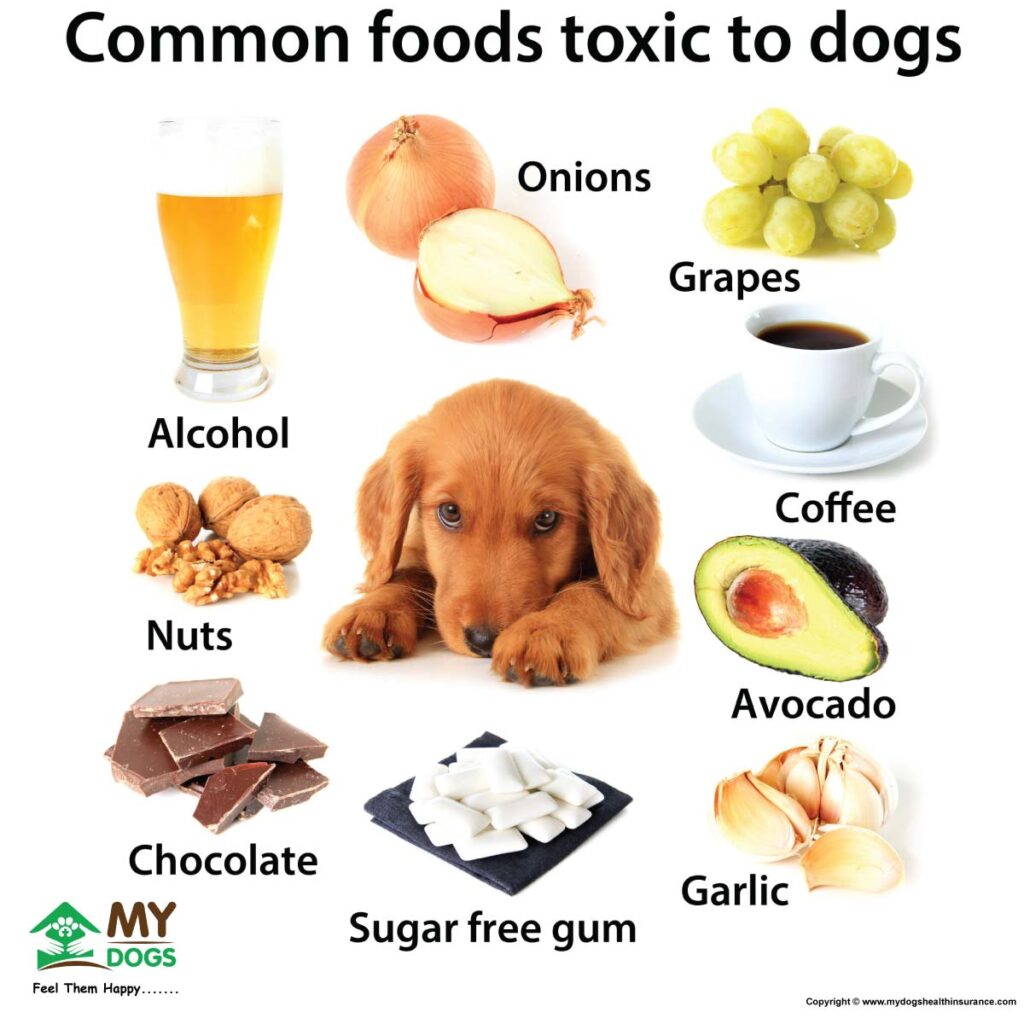 FOODS TOXIC TO DOGS