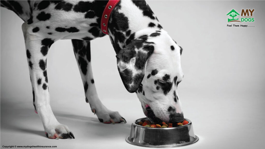 choose best food for dogs