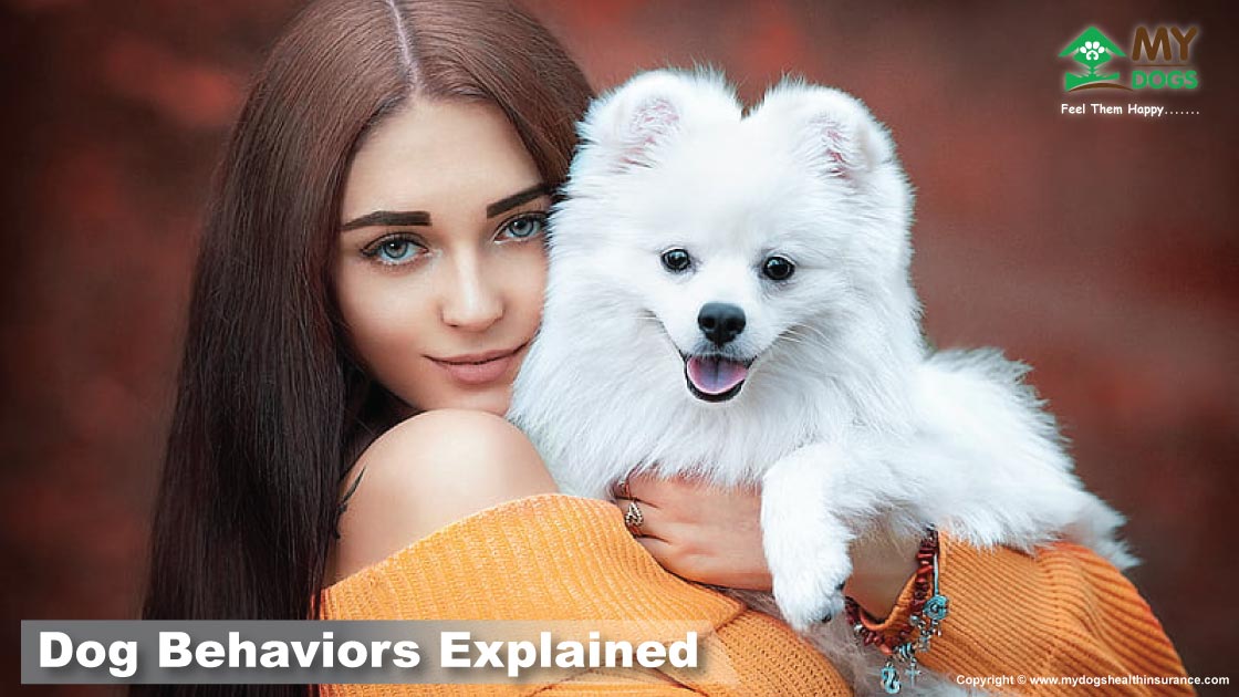 Top 5 Dog Behaviors Explained