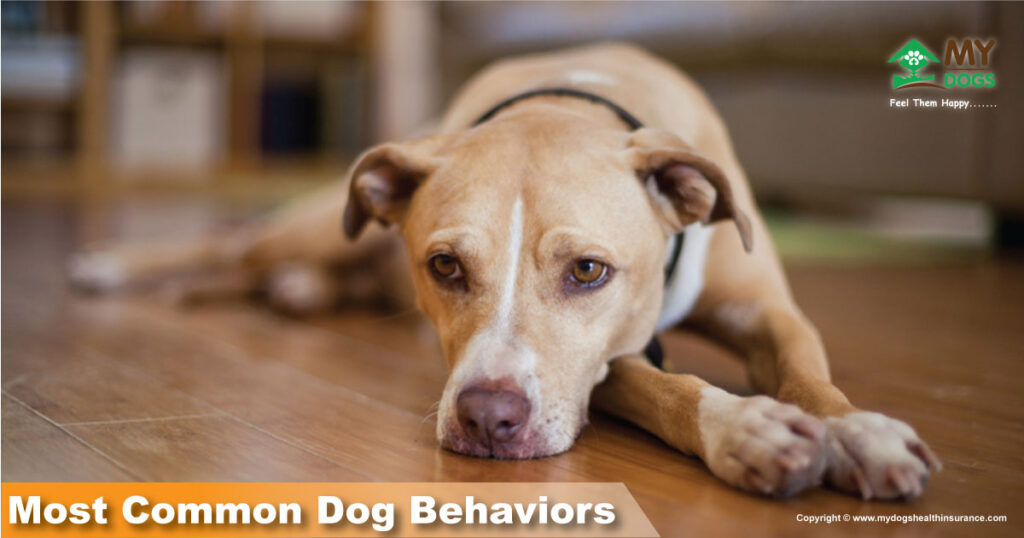 Most Common Dog Behaviors