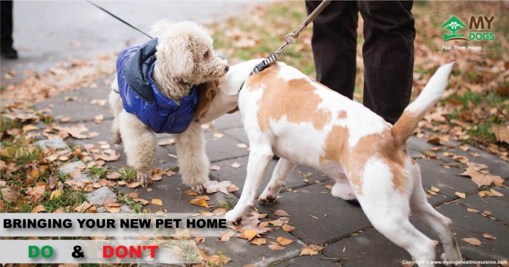 BRINGING YOUR NEW PET HOME