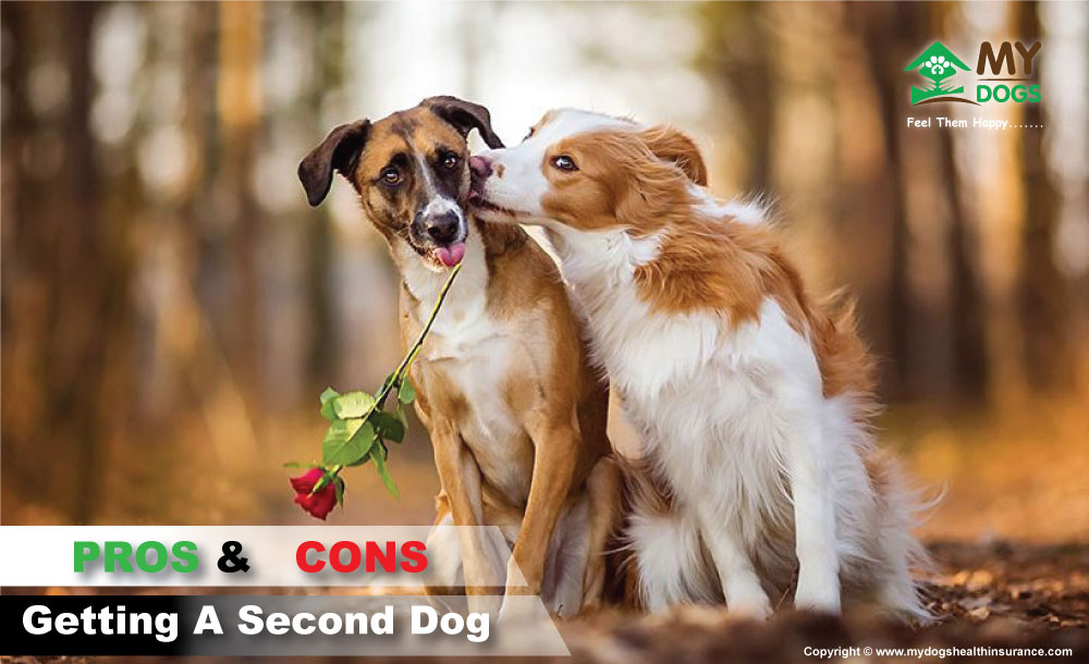 Pros  Cons Of Getting A Second Dog