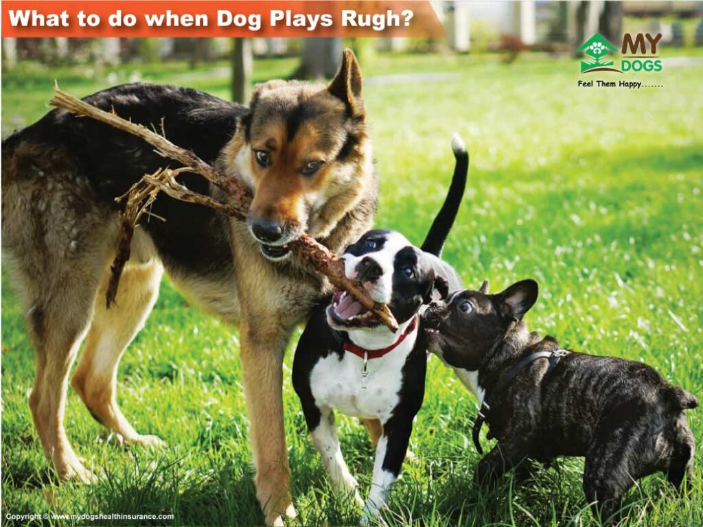 What to do when Dog Plays Rugh: