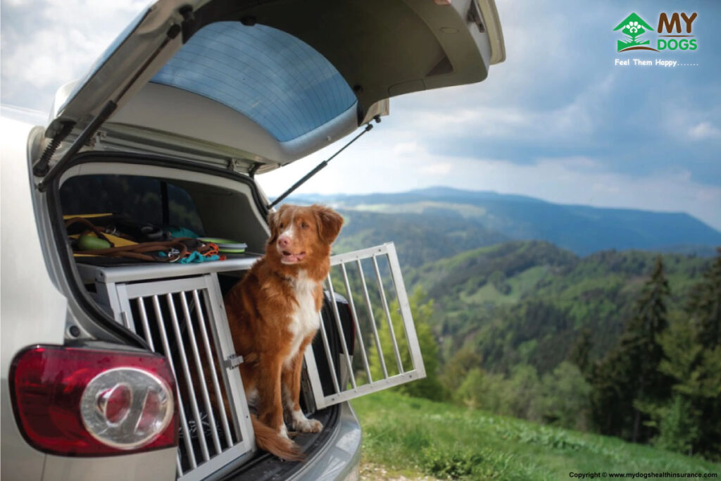 10 Tips For A Successful Road Trip With Your Dog