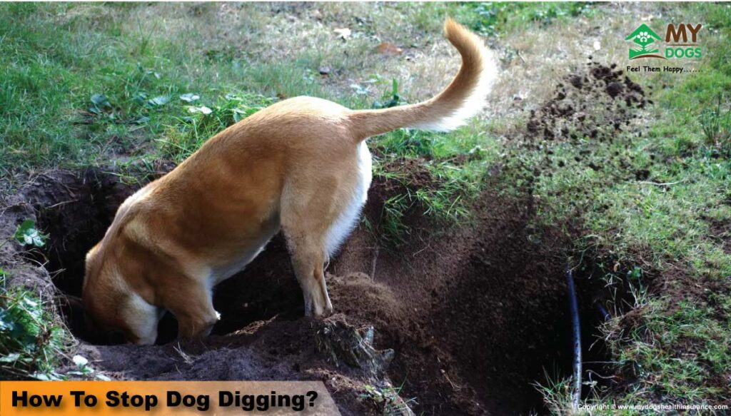 How to Stop Dog From Digging