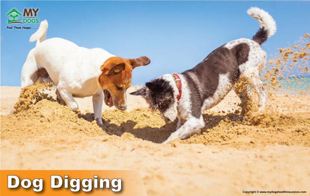 Dog Digging