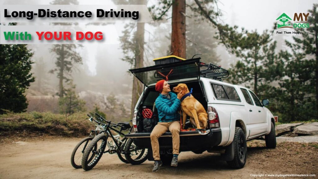 Long-Distance Driving With Dog