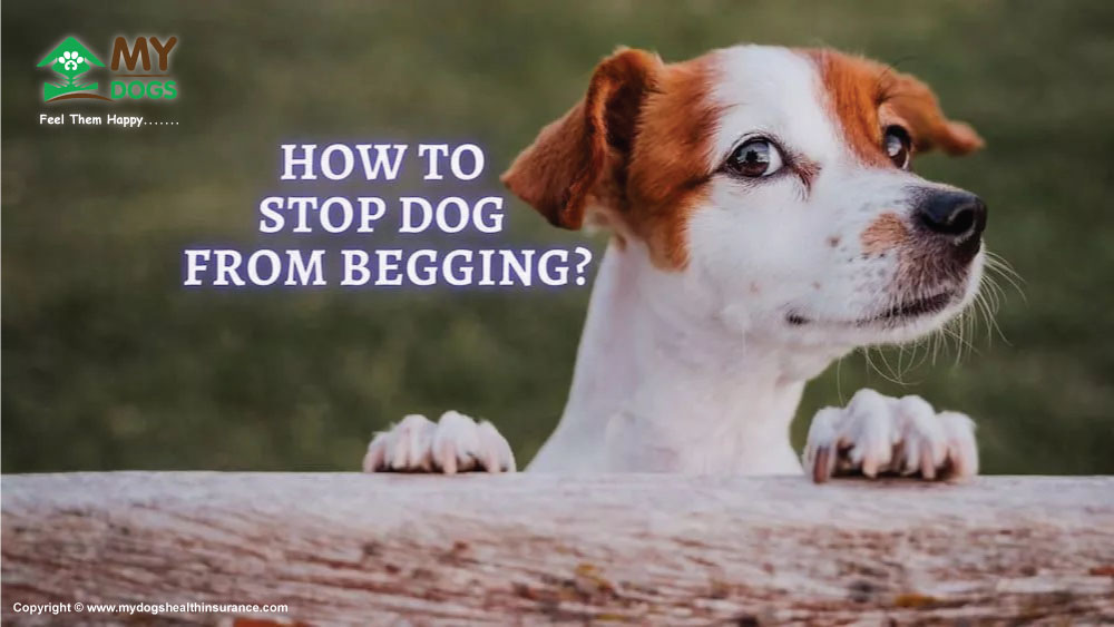 How To Stop Dog From Begging