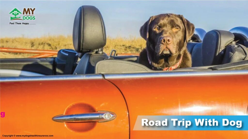 Guide for Road Trip With dog