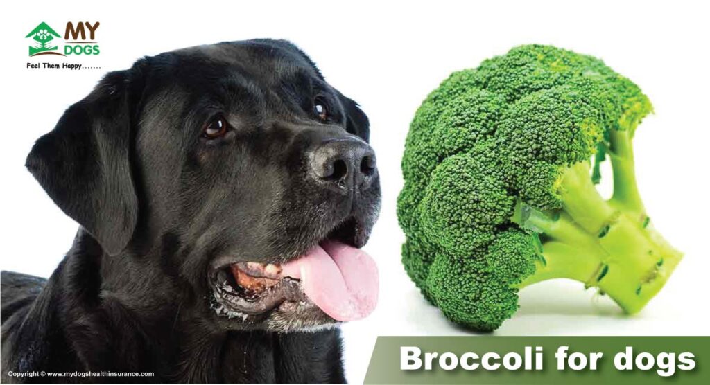 Broccoli for dogs
