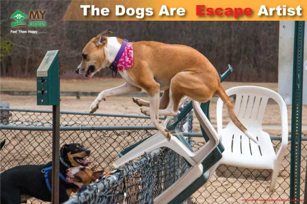 The Dogs Are  Escape Artist
