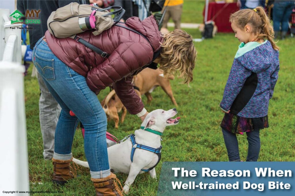  Reason When Well-trained Dog Bite