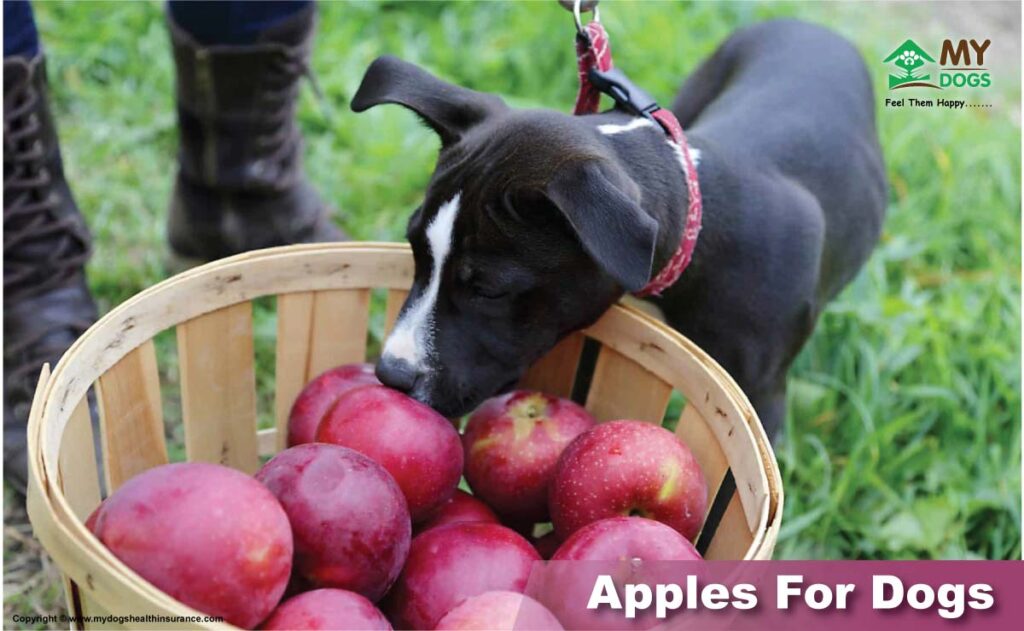 Apples for dogs 