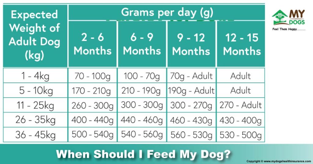 When Should I Feed My Dog