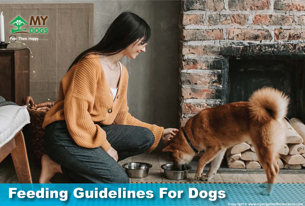 Feeding Guidelines For Dogs