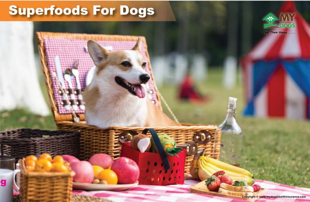 Dogs superfood