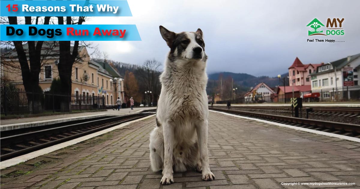 15 Reasons That Why Do Dogs Run Away