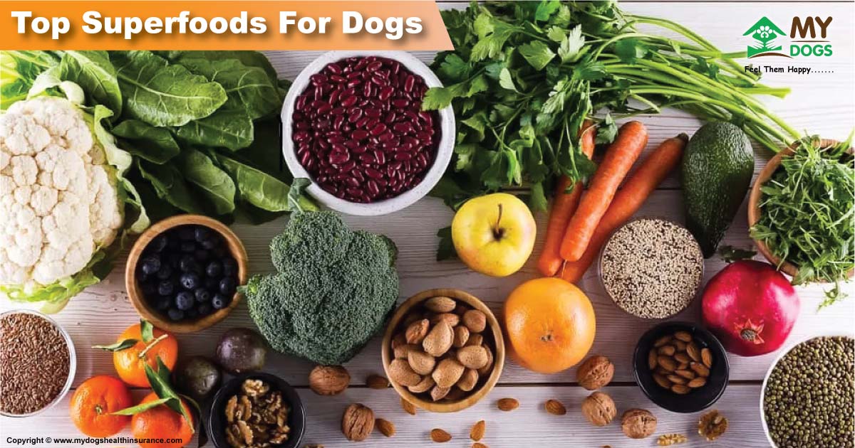 Reveals Top Superfoods For Dogs