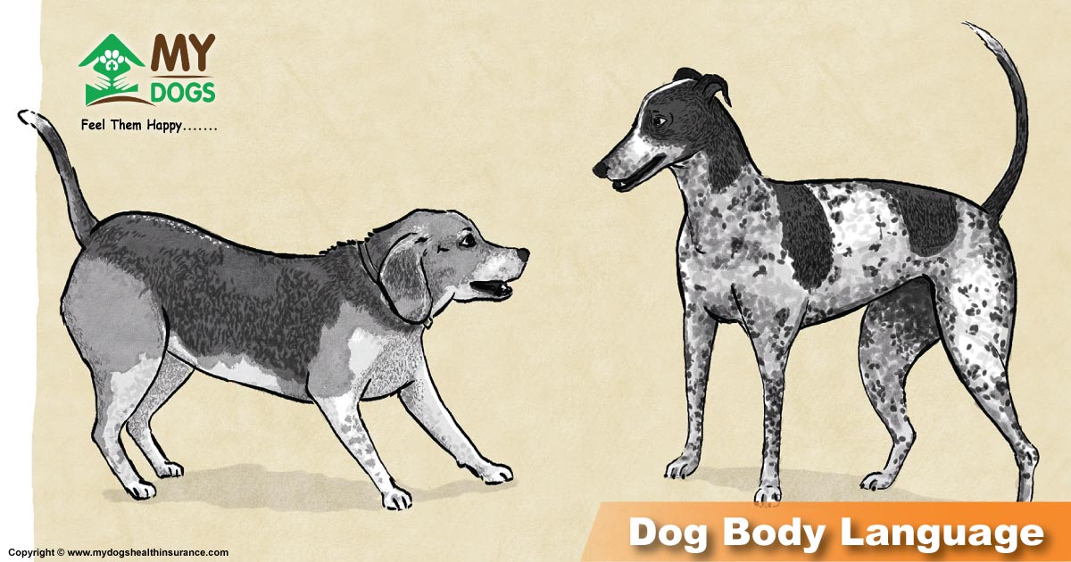 dogs body language