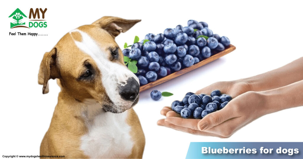 Blueberries for dogs