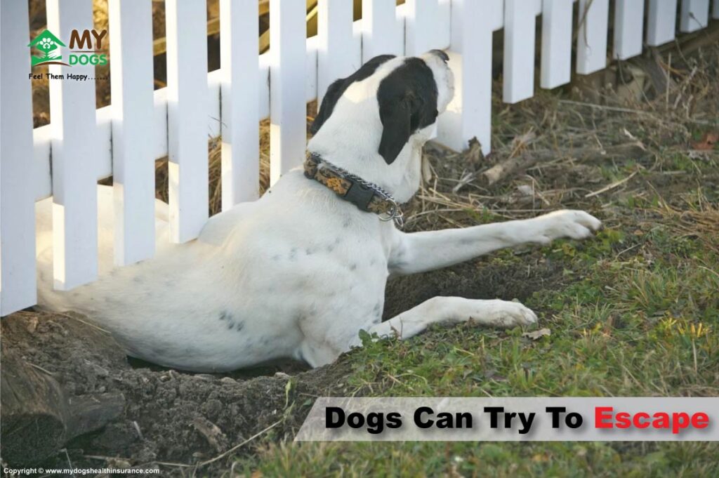 Dogs can try to escape 