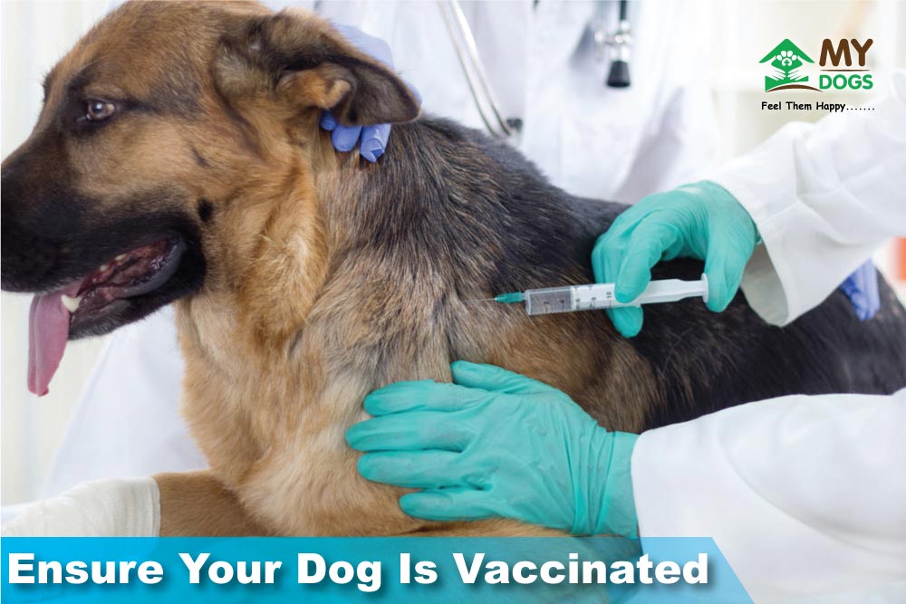 Ensure Your Dog Is Vaccinated