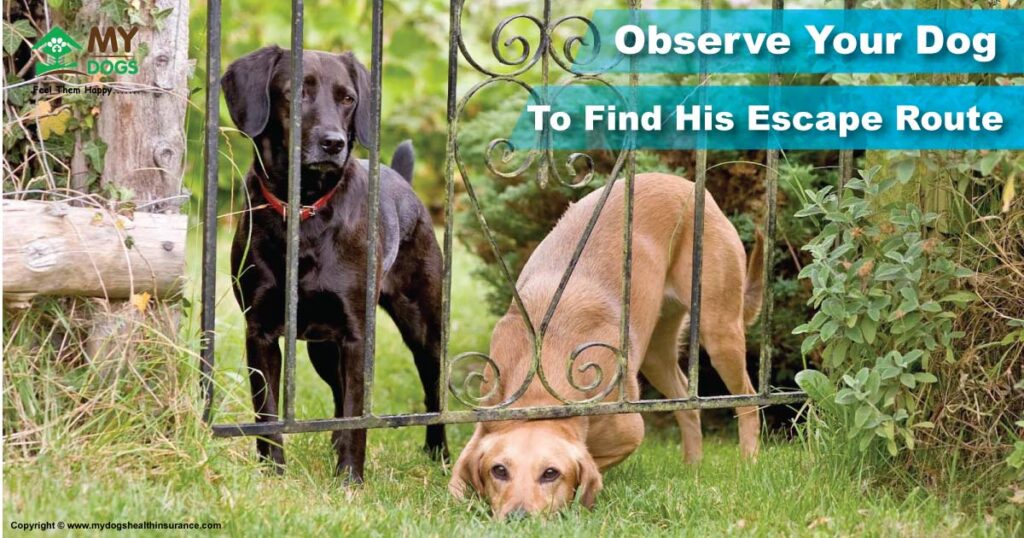 Observe Your Dog from Escape