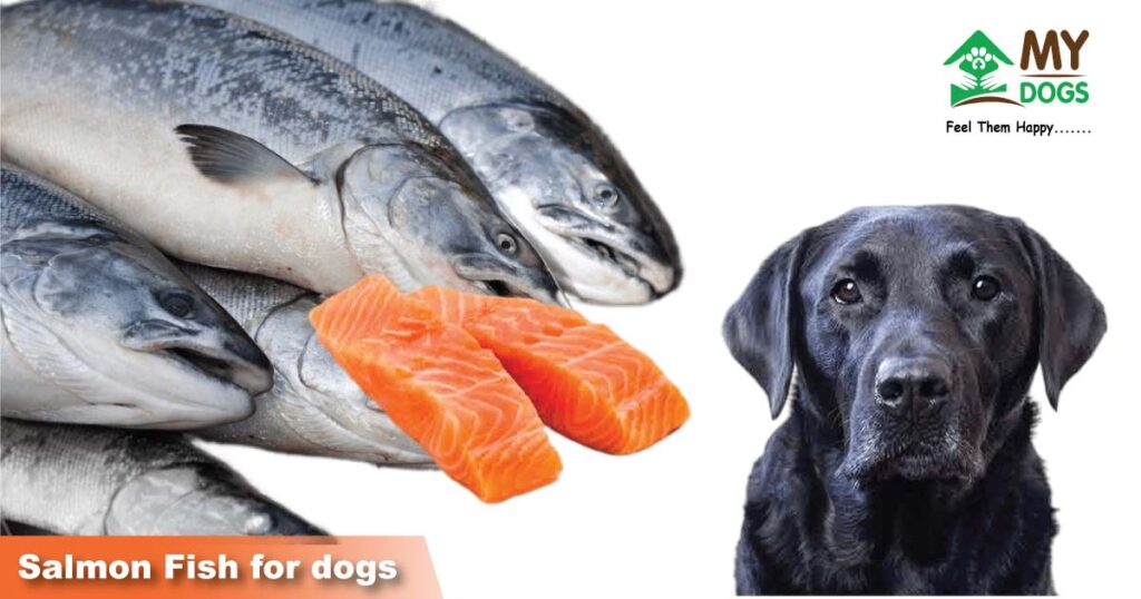 Salmon Fish for dogs