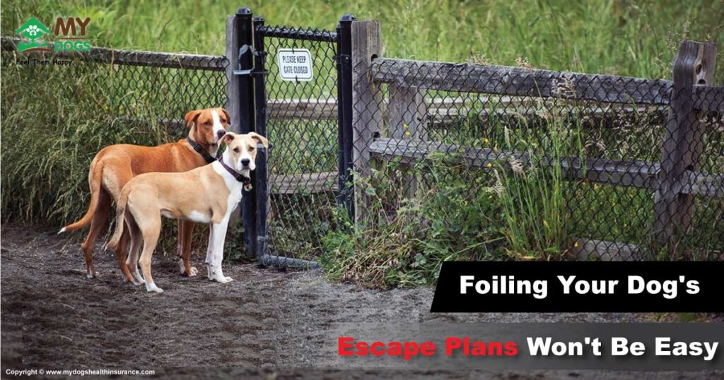 Foiling Your Dog's Escape Plans