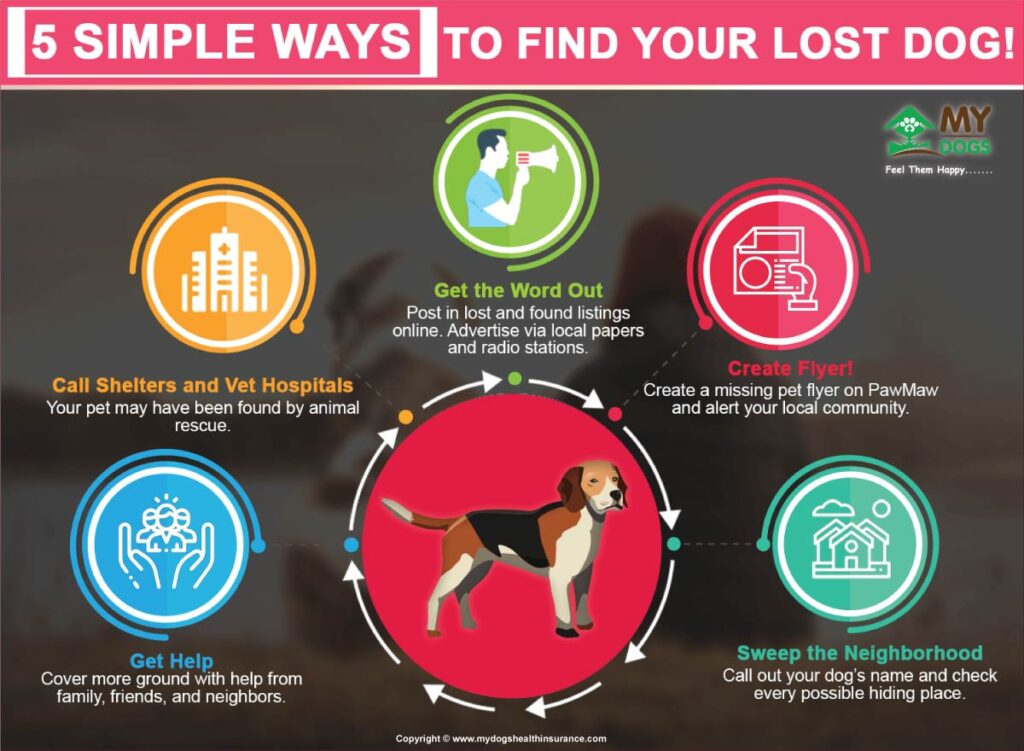 how to find your lost dog