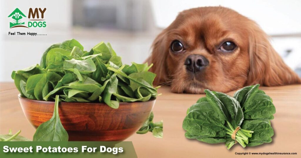 Spinach for dogs