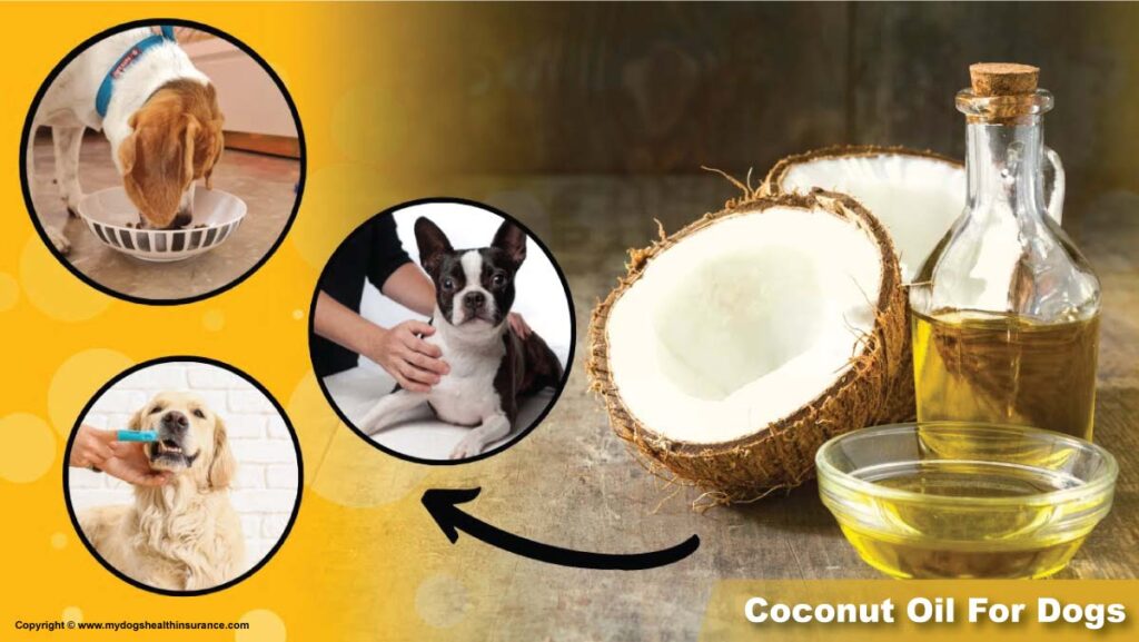  Coconut oil for dogs