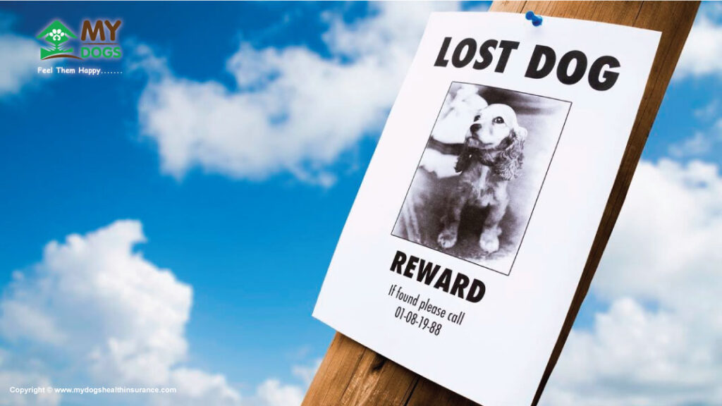 Lost Dog Poster