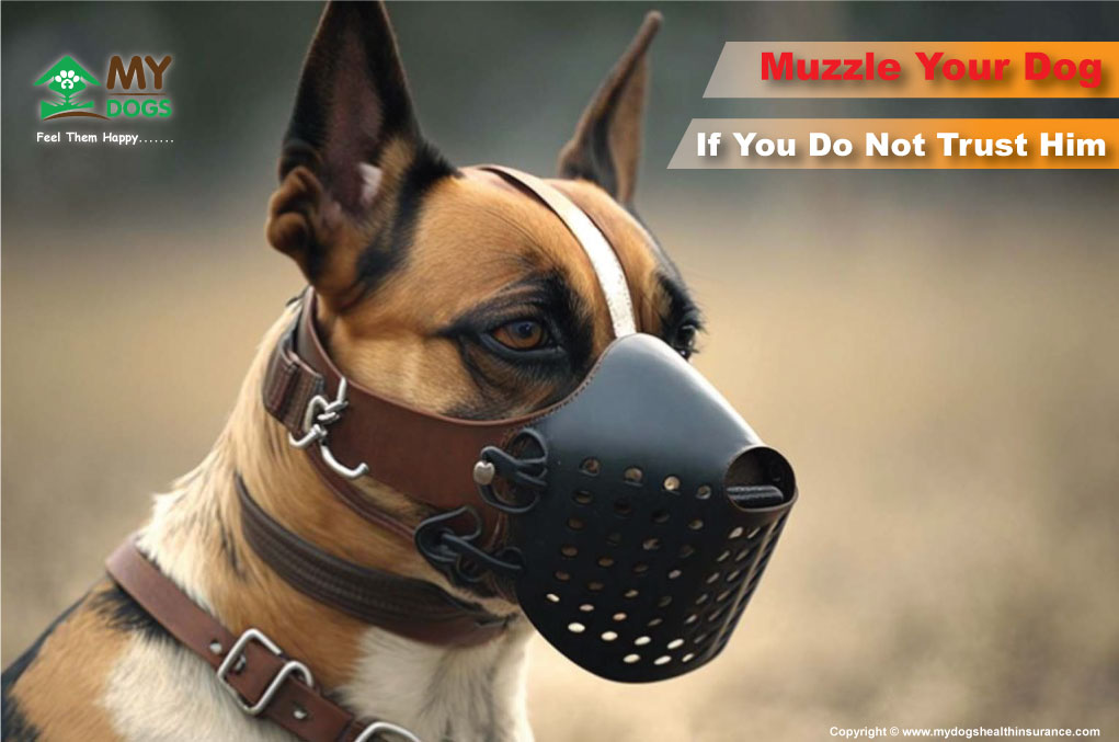 Muzzle your dog