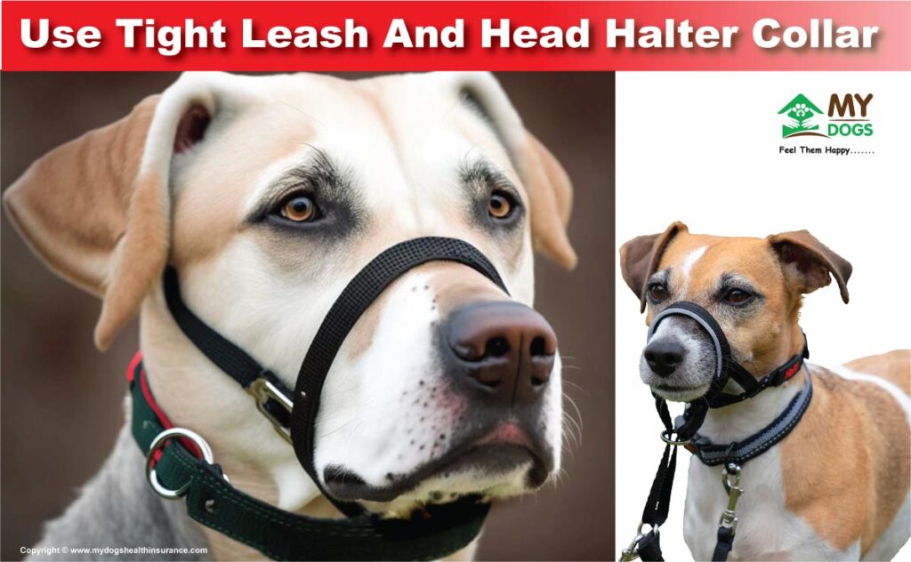 Using Tight Leash and Head Halter Collar