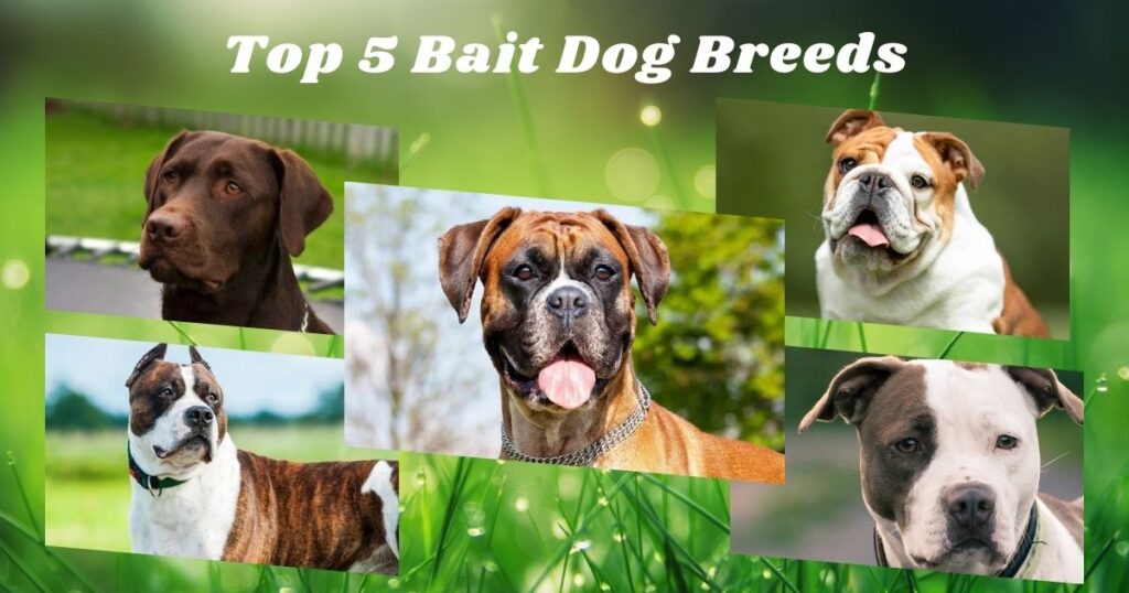 Top 5 Bait Dog Breeds: