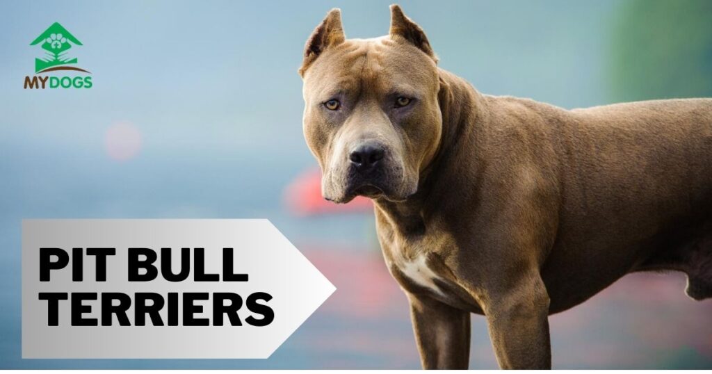 Pit Bull Terriers