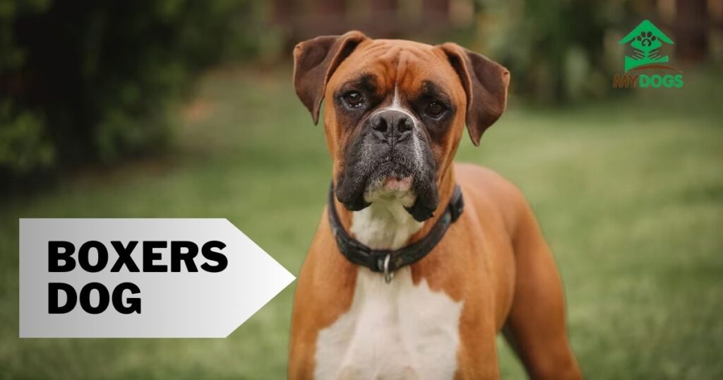 Boxers Dog 